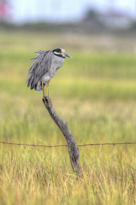 Yellow-crowned Night-Heron