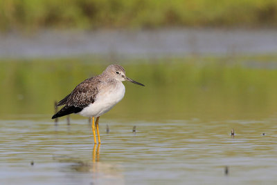 Greater Yellowlegs