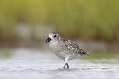 Black-bellied Plover