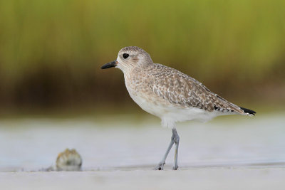 Black-bellied Plover