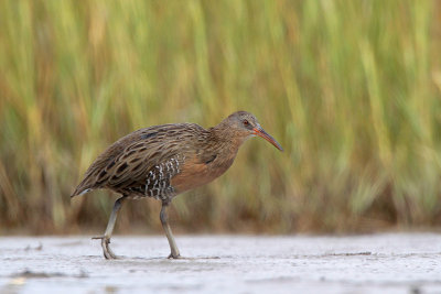 Clapper Rail