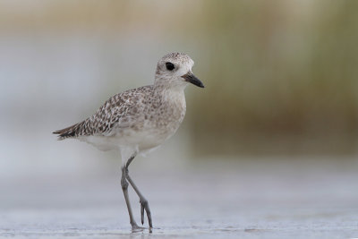 Black-bellied Plover