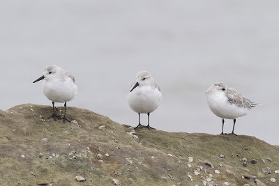 Sanderling