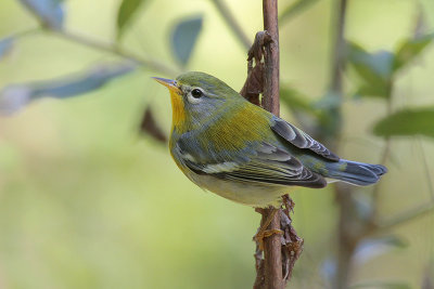 Northen Parula