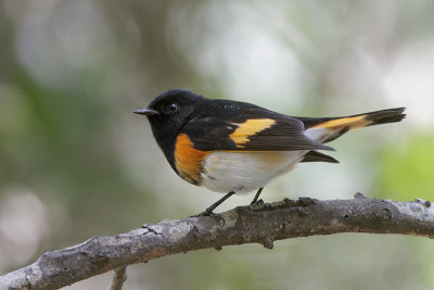 American Redstart