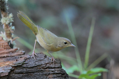 Common Yellowthroat