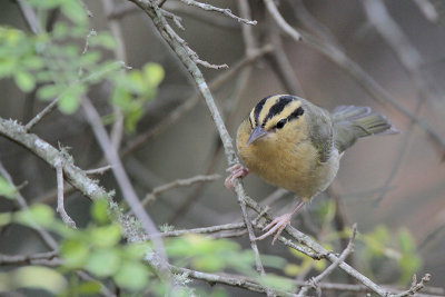 Worm-eating Warbler