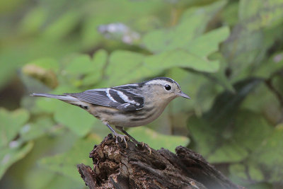 Black-and-white Warbler