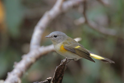 American Redstart