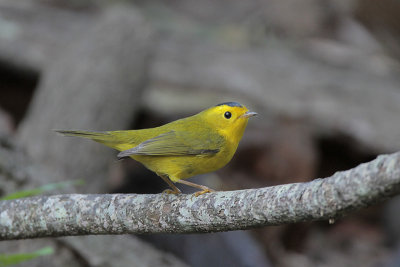 Wilson's Warbler