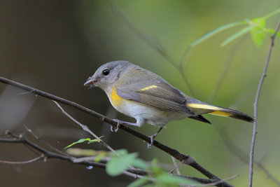 American Redstart