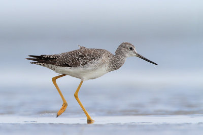 Greater Yellowlegs