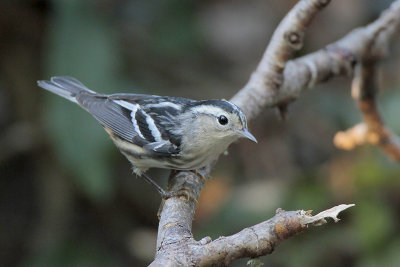 Black-and-white Warbler