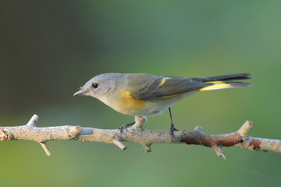 American Redstart