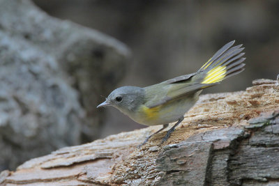 American Redstart