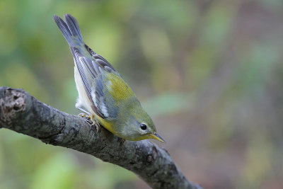 Northern Parula