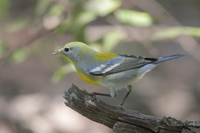 Northern Parula