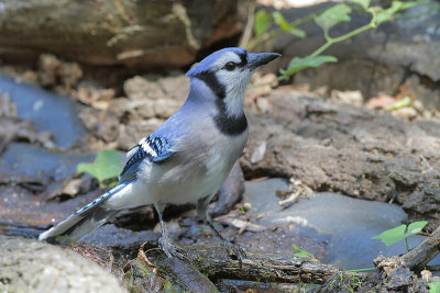 Blue Jay