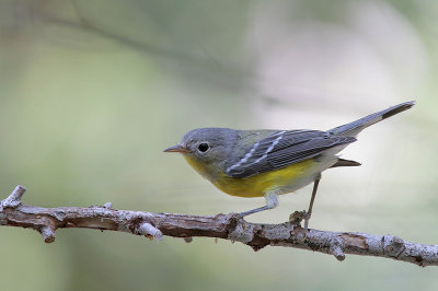 Magnolia Warbler