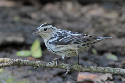 Black-and-white Warbler