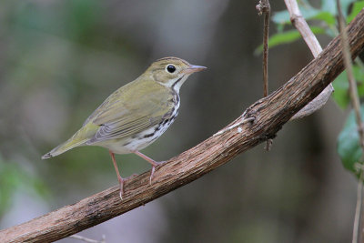 Ovenbird