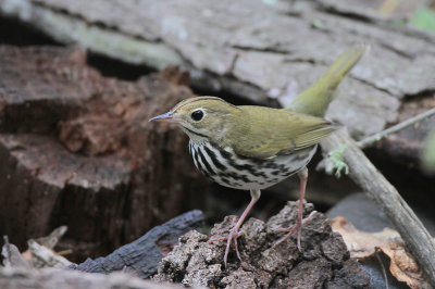 Ovenbird