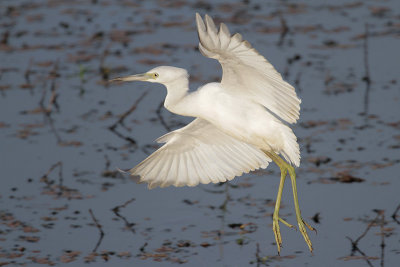 Little Blue Heron