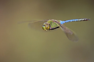 Green Darner