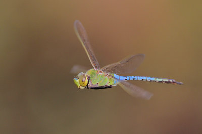 Green Darner