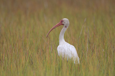 White Ibis