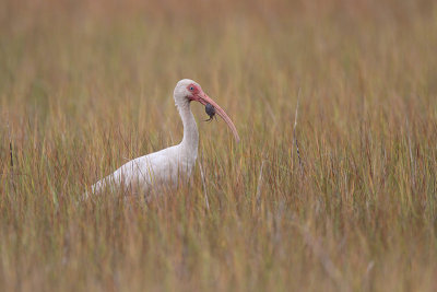 White Ibis