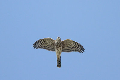 Sharp-shinned Hawk