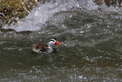 Torrent Duck