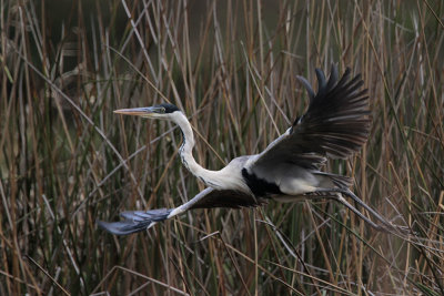 Cocoi Heron