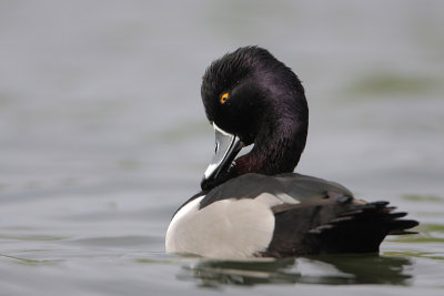 Ring-necked Duck