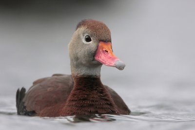 Black-bellied Whistling-Duck