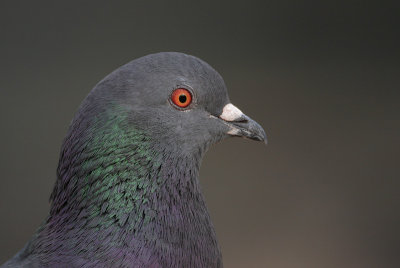 Rock Pigeon