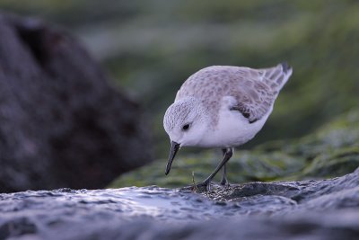 Sanderling