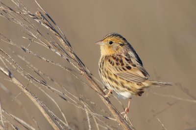 LeConte's Sparrow