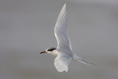 Forster's Tern