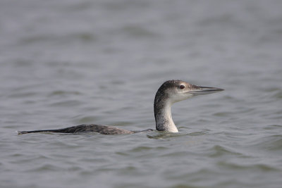 Common Loon