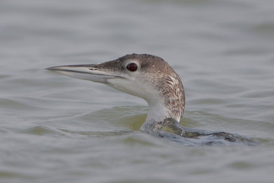 Common Loon