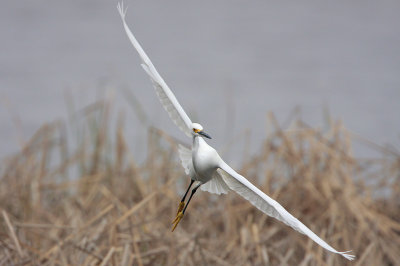 Snowy Egret