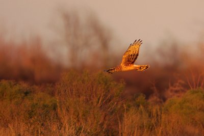 Northern Harrier