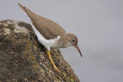 Spotted Sandpiper