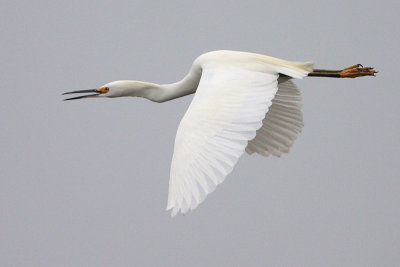 Snowy Egret