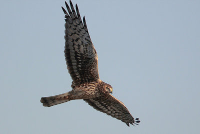 Northern Harrier