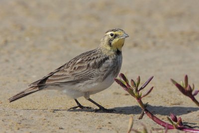 Horned Lark