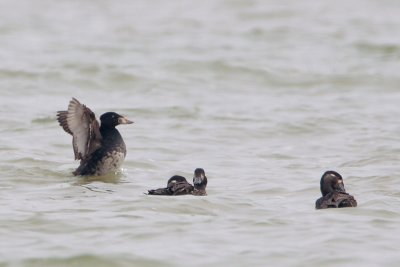 Surf Scoter