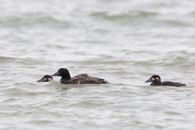 White-winged Scoter and Surf Scoters